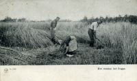 korenvelden gestempeld 1912