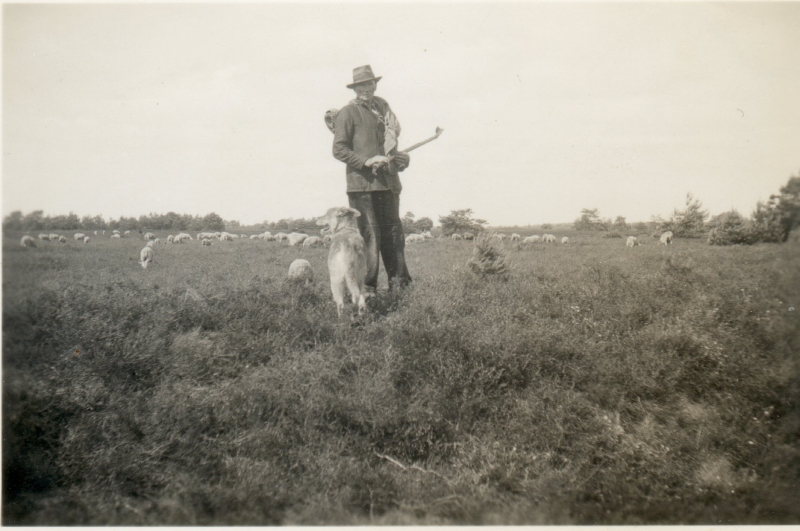 herder met schapen en hond