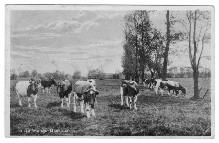 koeien op de Meent bij Gooijergracht